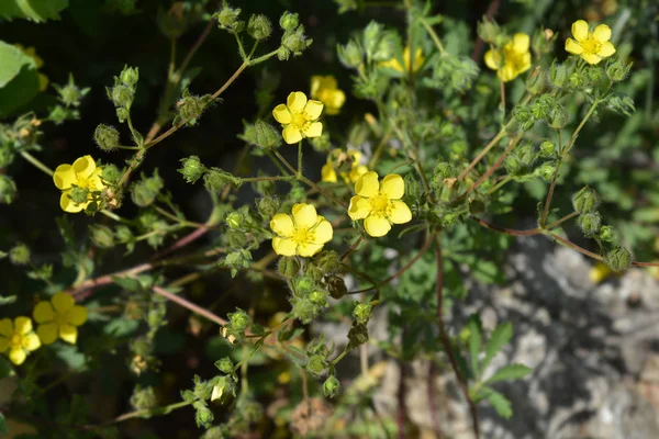 Tall Cinquefoil — Stock Photo, Image