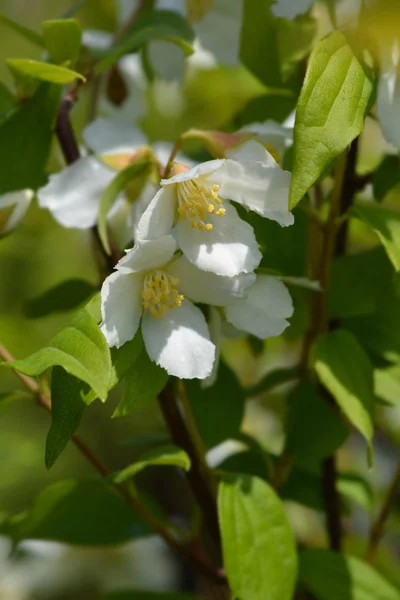 Falsa naranja Dame Blanche —  Fotos de Stock