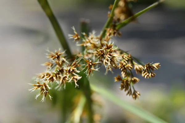 Mocsári sawgrass — Stock Fotó