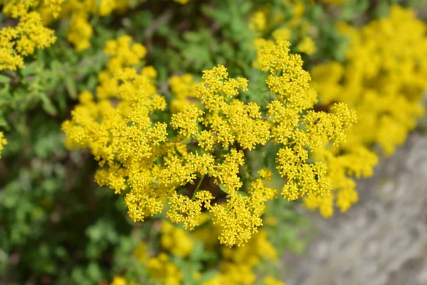 Alyssum italien — Photo