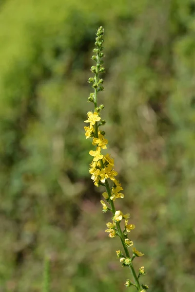 Agrimonia comum — Fotografia de Stock