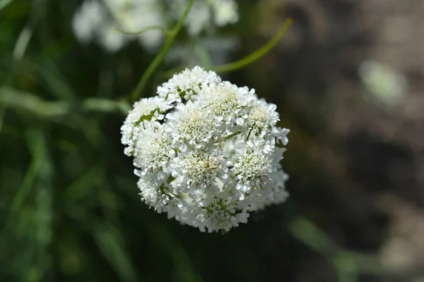 Corky-frukter vatten-dropwort — Stockfoto