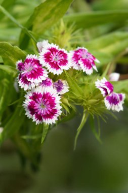 Tatlı William Barbarini