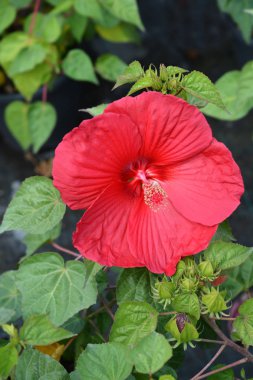 Hardy Hibiscus Luna kırmızı