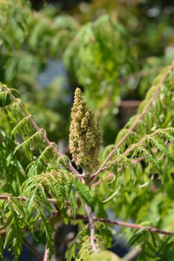 staghorn sumak