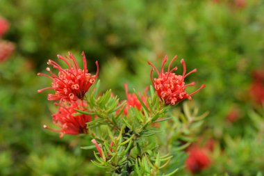 Biberiye grevillea