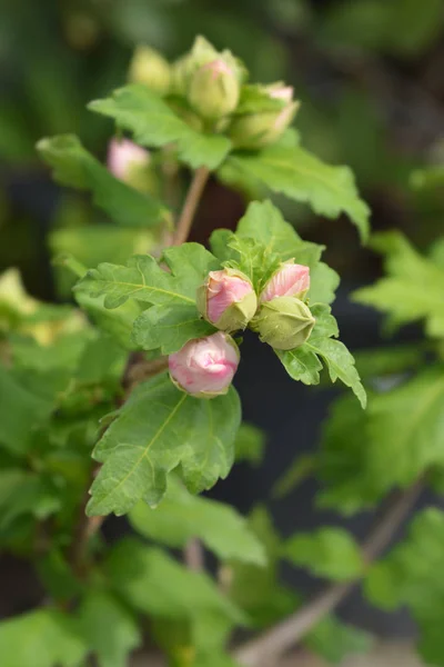 Rose Of Sharon Red Heart — Stock Photo, Image