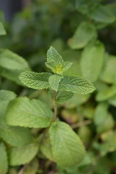 Moroccan mint — Stock Photo, Image