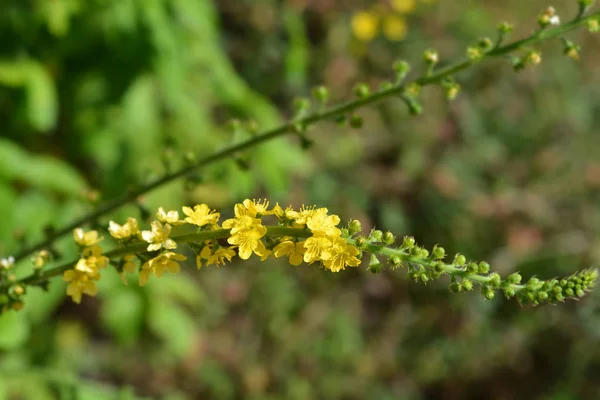 Agrimonia común —  Fotos de Stock