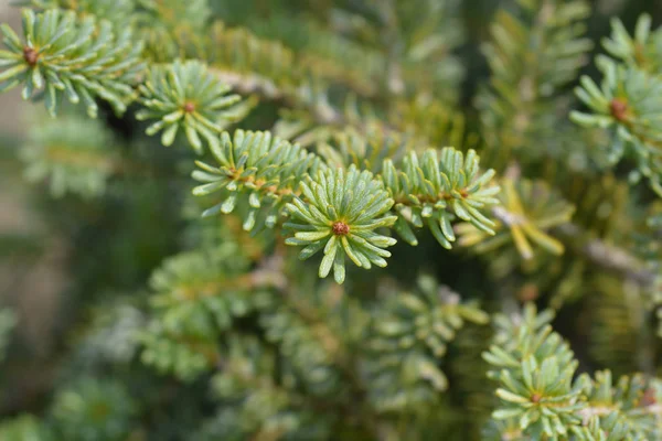 Niebieski cesarz koreański FIR — Zdjęcie stockowe