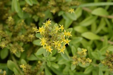 Sarı hendek stonecrop