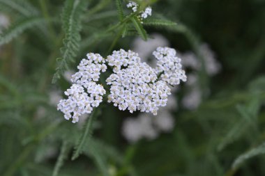 Dağ Yarrow