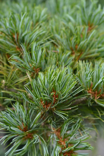 Blue needled Japanise Веймутова Pine — стокове фото