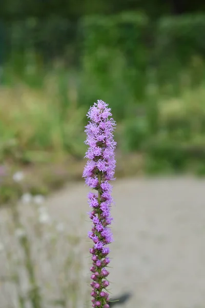 Prairie blazing star — Stock Photo, Image