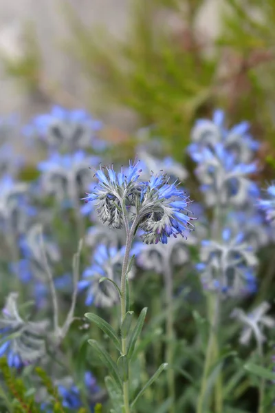 Balkan endemisk blå blomma — Stockfoto