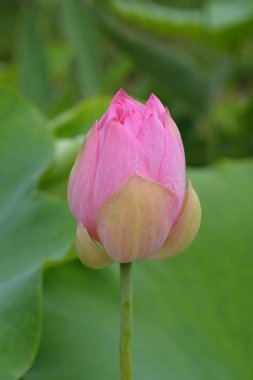 Kutsal lotus