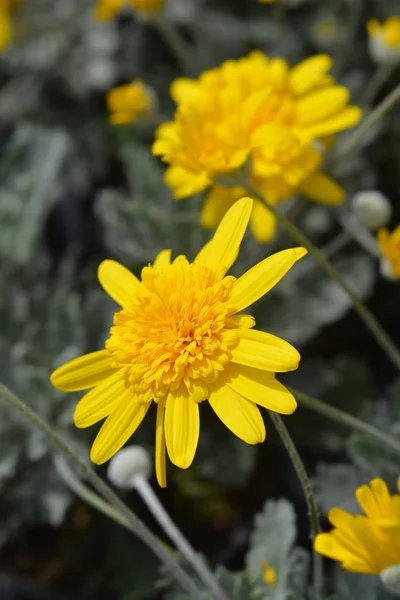 Africký Bush Daisy Sunshine Silver Dvojitá žlutá — Stock fotografie