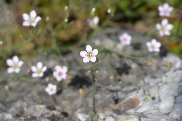 Steinbrech rosa — Stockfoto