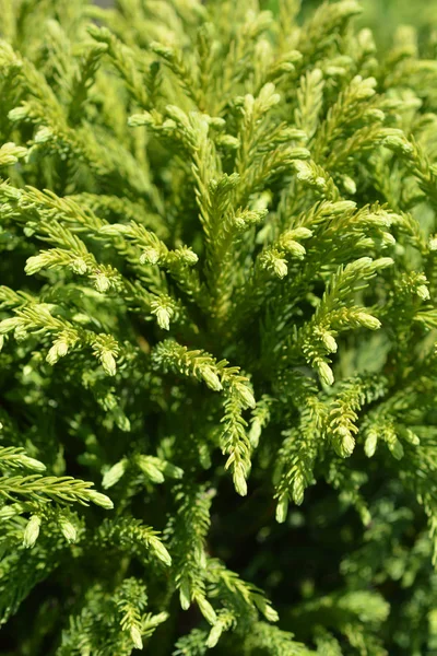 Japanese cedar — Stock Photo, Image