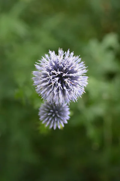 Sydlig globethistle — Stockfoto