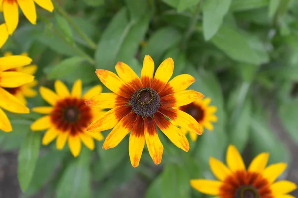 Tetra Gloriosa Daisy — Zdjęcie stockowe