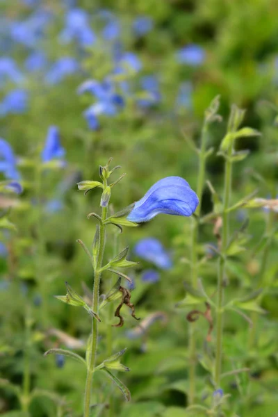 Gentian sage — Stock Photo, Image