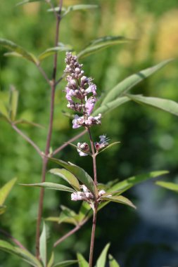 Pembe doruk Vitex
