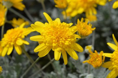 Afrika Bush Papatya Sunshine Gümüş Çift Sarı