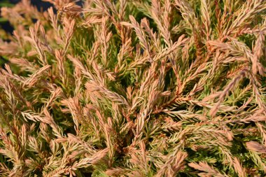 Altın Tuffet Arborvitae
