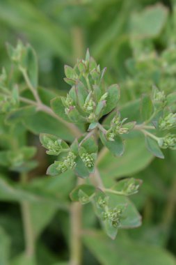 Stonecrop Herbstfreude