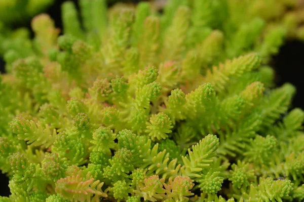 Tasteless stonecrop — Stock Photo, Image