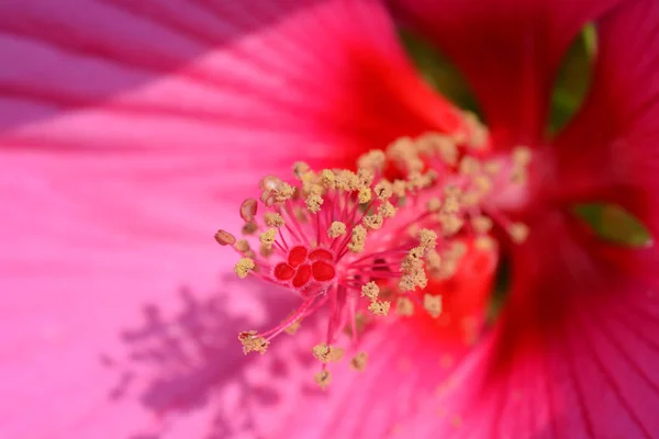 Hardy hibisco Luna Rose — Fotografia de Stock