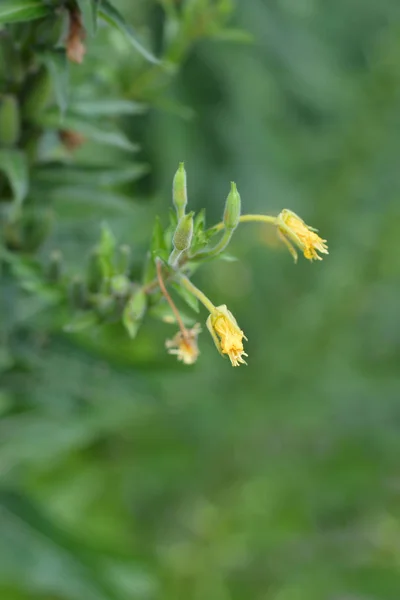 Common evening-primrose — Stock Photo, Image