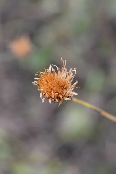Erva-serra de flor única — Fotografia de Stock