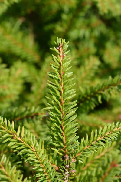 Nidiformis Norway spruce — Stock Photo, Image