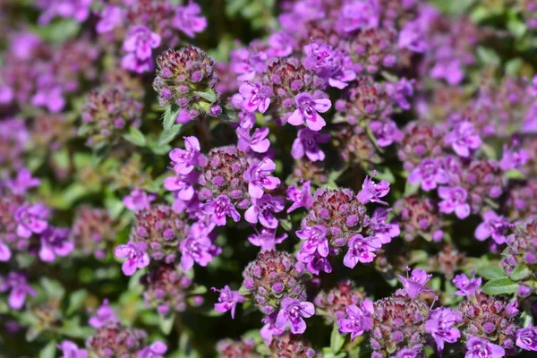 Breckland thyme — Stock Photo, Image