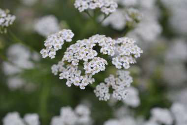 Dağ Yarrow