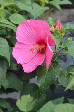 Hardy ebegümeci Luna Rose