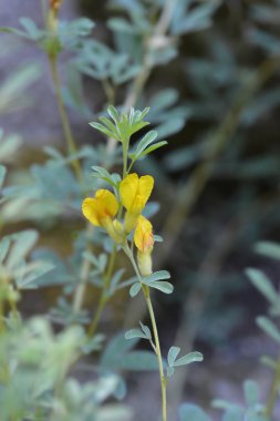 Avusturyalı kümelenmiş süpürge