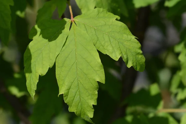 Paperbark maple — Stock Photo, Image