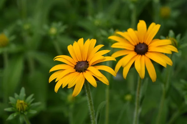 Deams coneflower — Foto de Stock