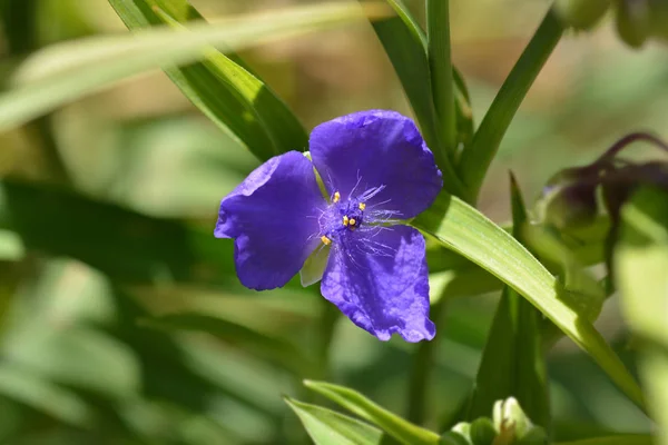 Spiderwort çiçek — Stok fotoğraf