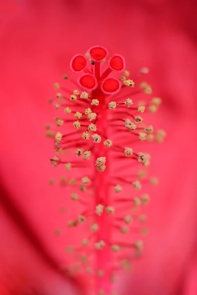 Hardy hibiscus luna vermelho — Fotografia de Stock