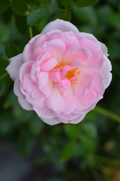 Bonica Rose — Stok fotoğraf