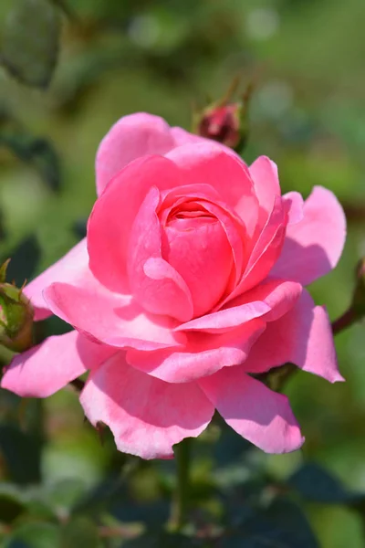 Róża floribunda — Zdjęcie stockowe