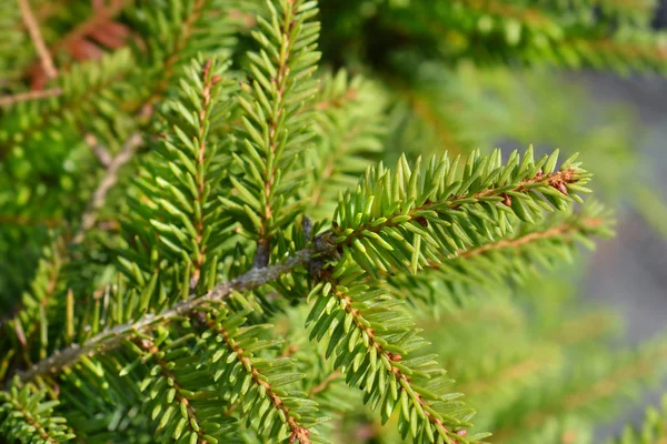 Nidiformis Norwegia świerk — Zdjęcie stockowe