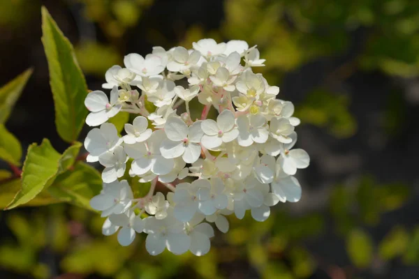 Hydrangée paniculée Vanille Fraise — Photo