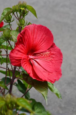 Hardy Hibiscus Luna kırmızı