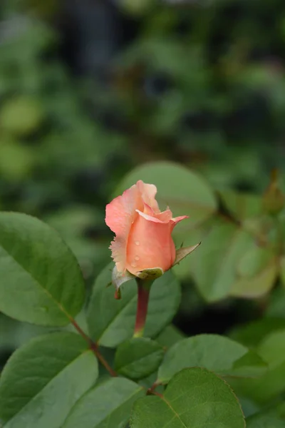 Róża Laetitia Casta — Zdjęcie stockowe