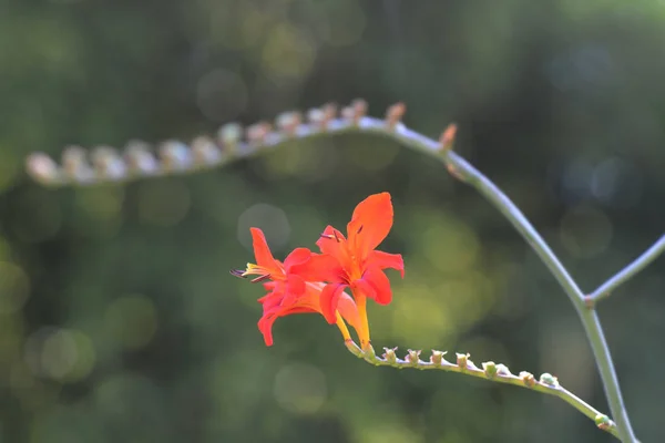 Montbretia luzifer — Stockfoto